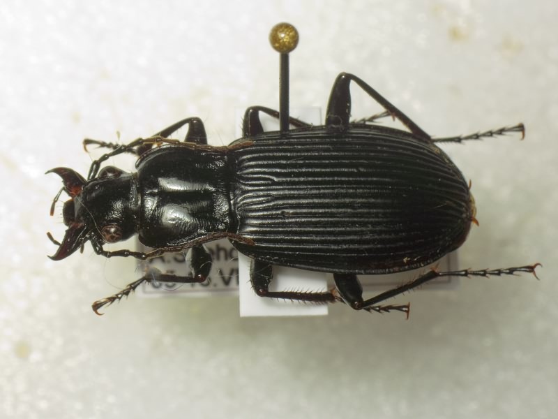 Pterostichus niger (Schaller, 1783)